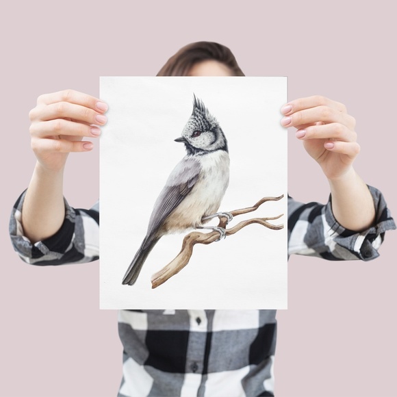 Crested Tit Bird Wall Art Watercolor Illustration Print Poster Card Unframed - Picture 5 of 7